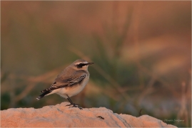 <p>BĚLOŘIT ŠEDÝ (Oenanthe oenanthe) Řecko - Kréta ---- /Northern wheatear - Steinschmätzer/</p>